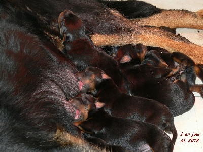 de la Chantrerie - les bébés ont 5 jours