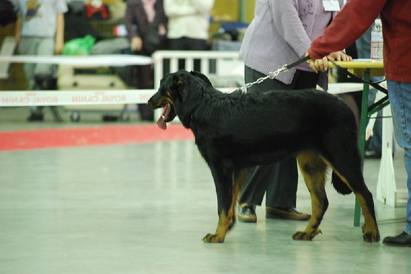 Paris Dog Show 2008, Anakyn et City-zen